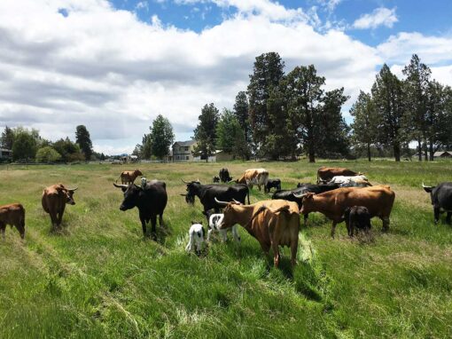 Livestock Feed & Supplies